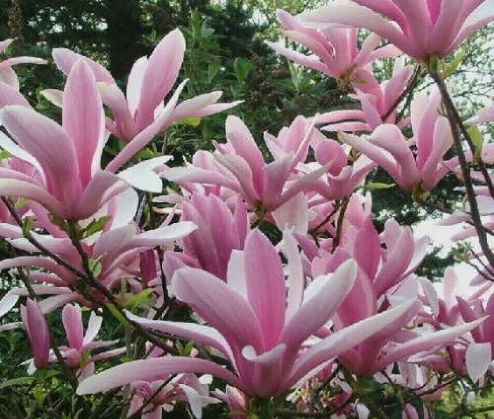 Магнолія гібридна Betty 2 річна, Магнолия гибридная Бетти, Magnolia hibrida / hybrids Betty