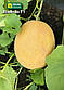 Диня Радміла (Медетлі) F1, ранньостиглий ароматний гібрид 1000 шт насіння (Yuksel Seeds), фото 3