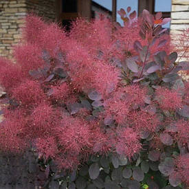 Скумпія шкіряста Foliis Purpureis 2річна, Скумпія шкіряна Фоліс Пурпуреус, Cotinus coggygria Foliis Purpure