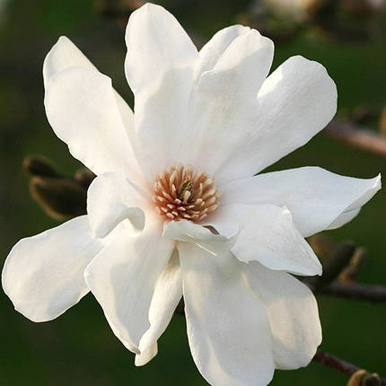 Магнолія лебнера Меррілл / Magnolia loebneri Merrill, фото 2