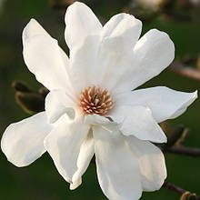 Магнолія лебнера Меррілл / Magnolia loebneri Merrill
