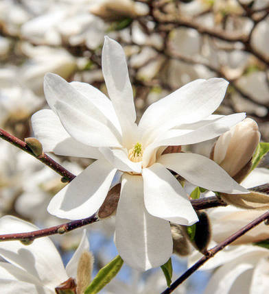 Магнолія лебнера Меррілл / Magnolia loebneri Merrill, фото 2