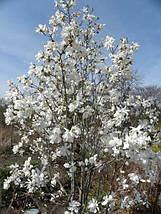 Магнолія лебнера Меррілл / Magnolia loebneri Merrill, фото 2