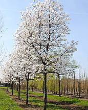Магнолія лебнера Меррілл / Magnolia loebneri Merrill, фото 3