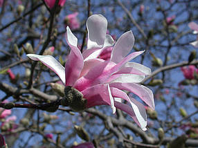 Магнолія лебнера Леонард Мессел / Magnolia Leonard Messel, фото 2