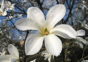 Магнолія Кобус / h 80-120 / Magnolia kobus, фото 4