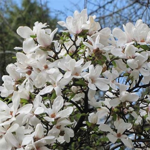 Магнолія Кобус / h 80-120 / Magnolia kobus