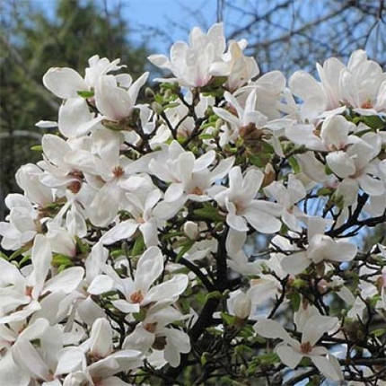 Магнолія Кобус / h 80-120 / Magnolia kobus, фото 1