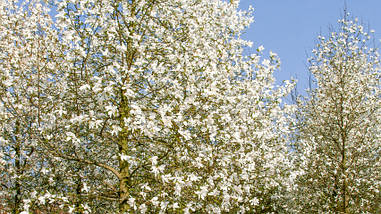 Магнолія Кобус / h 80-120 / Magnolia kobus, фото 5