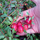 Саджанці журавлини Пілігрим - середня, пурпурово-червона, урожайна Р9, фото 2