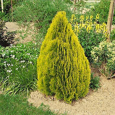 Туя східна Pyramidalis Aurea 2 річна, Туя східна Пирамидалис Ауреа, Thuja / Platycladus orientalis, фото 5