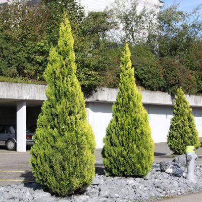 Туя східна Pyramidalis Aurea 3 річна, Туя східна Пирамидалис Ауреа, Thuja / Platycladus orientalis, фото 1
