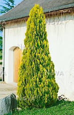 Туя східна Pyramidalis Aurea 4 річна, Туя восточная Пирамидалис Ауреа, Thuja / Platycladus orientalis, фото 3
