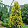 Туя східна Pyramidalis Aurea 4 річна, Туя восточная Пирамидалис Ауреа, Thuja / Platycladus orientalis, фото 7