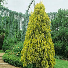 Туя східна Pyramidalis Aurea 3 річна, Туя східна Пирамидалис Ауреа, Thuja / Platycladus orientalis, фото 4