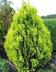 Туя східна Pyramidalis Aurea 3 річна, Туя східна Пирамидалис Ауреа, Thuja / Platycladus orientalis, фото 6