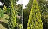 Туя східна Pyramidalis Aurea 2 річна, Туя східна Пирамидалис Ауреа, Thuja / Platycladus orientalis, фото 8