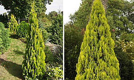 Туя східна Pyramidalis Aurea 3 річна, Туя східна Пирамидалис Ауреа, Thuja / Platycladus orientalis, фото 3