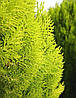 Туя східна Pyramidalis Aurea 2 річна, Туя східна Пирамидалис Ауреа, Thuja / Platycladus orientalis, фото 7