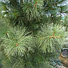 Сосна Веймутова / біла східна 3річна, Сосна Веймутова / східна біла, Pinus strobus, фото 7