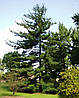 Сосна Веймутова / біла східна 3річна, Сосна Веймутова / східна біла, Pinus strobus, фото 8