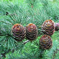 Лисниця японська (LARIX KAEMPFERI)