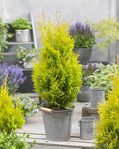 Туя західна Санні Смарагд / h 20-30 / Thuja Sunny Smaragd, фото 5