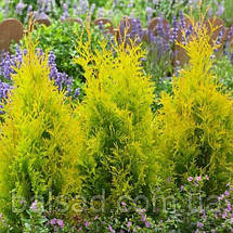 Туя західна Санні Смарагд / h 20-30 / Thuja Sunny Smaragd, фото 4