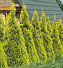 Туя західна Санні Смарагд / h 20-30 / Thuja Sunny Smaragd, фото 7