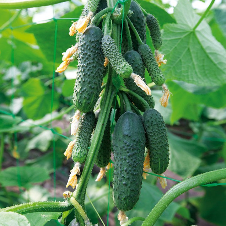 Ніборі F1 (КС 90 F1) насіння огірка корнішона партенокарп. раннього 45-50 дн. 8-12 см (Kitano Seeds). 10 насіння