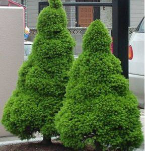 Ялина канадська Коніка (горщик 0,5л), фото 1