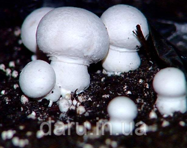 Міцелій печериці, фото 1