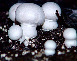 Міцелій печериці