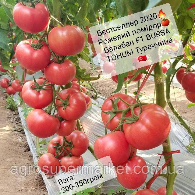Balaban F1 (Балабан F1) 2026 Року! Новий індетермінантний гібрид рожевого високорослого томату 500семян