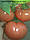 Balaban F1 (Балабан F1) Новий індетермінантний гібрид рожевого високорослого томату 500семян, фото 2