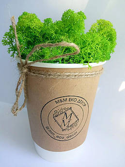 Кашпо зі стабілізованим мохом M@M Еко Декор