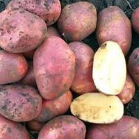 Семенной картофель Рикардо среднеранний сорт высокоурожайный очень лежкий класс 1Р ф35 - 55 мм Германия