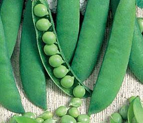 

Горох сладкий "Медовая лопатка" семена 5 г