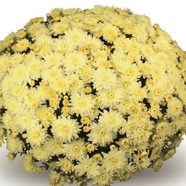 

Хризантема дрібноквіткова горшкова Alaska Yellow