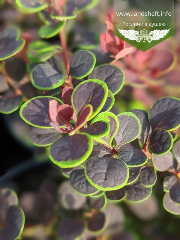 

Berberis thunbergii 'Carlo', Барбарис Тунберга 'Карло',C2 - горщик 2л