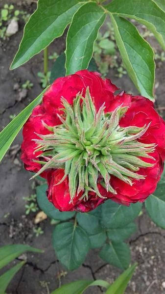 

Троянда Ред Ай