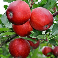 Саджанці яблуні "Гала"