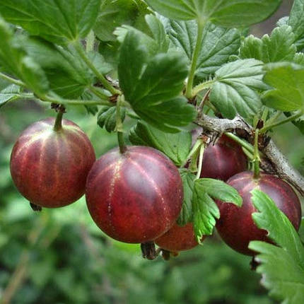 Саджанці агрусу "Оксамит", напівупаковані, фото 3