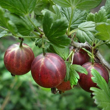 Саджанці агрусу "Оксамит", напівупаковані, фото 2