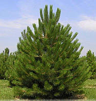 Сосна кримська. Pinus nigra Pallasiana