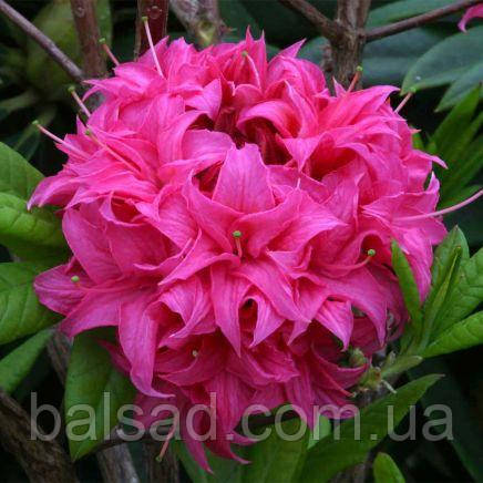 Азалія листопадна Хомбуш / С3 / Rhododendron Homebush