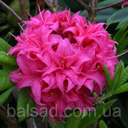 Азалія листопадна Хомбуш / С3 / Rhododendron Homebush, фото 1