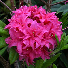 Азалія листопадна Хомбуш / С3 / Rhododendron Homebush