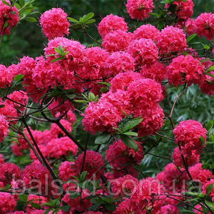 Азалія листопадна Хомбуш / С3 / Rhododendron Homebush, фото 3