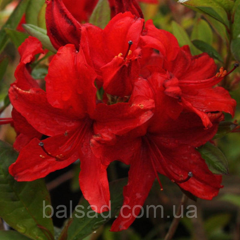 Рододендрон листопадний Набукко / С5 / Rhododendron Nabucco